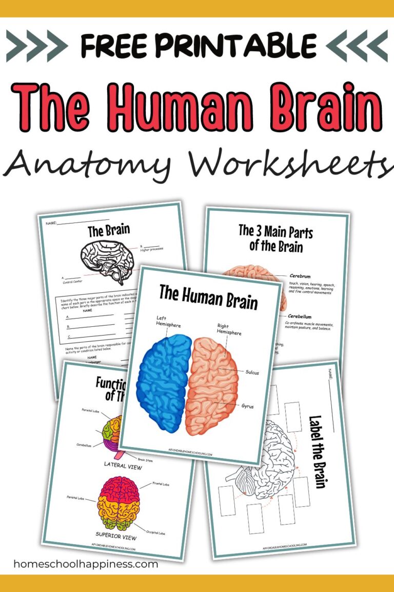 Brain Anatomy Worksheets for Kids | Free Printables