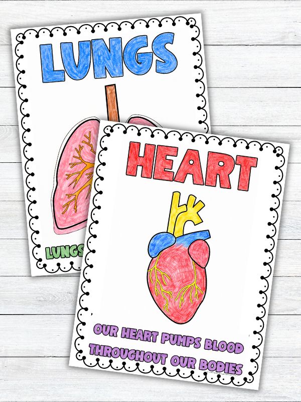 Human Body Organs Coloring Pages