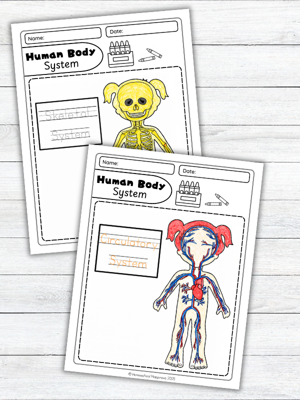 Human Body Systems Coloring Pages