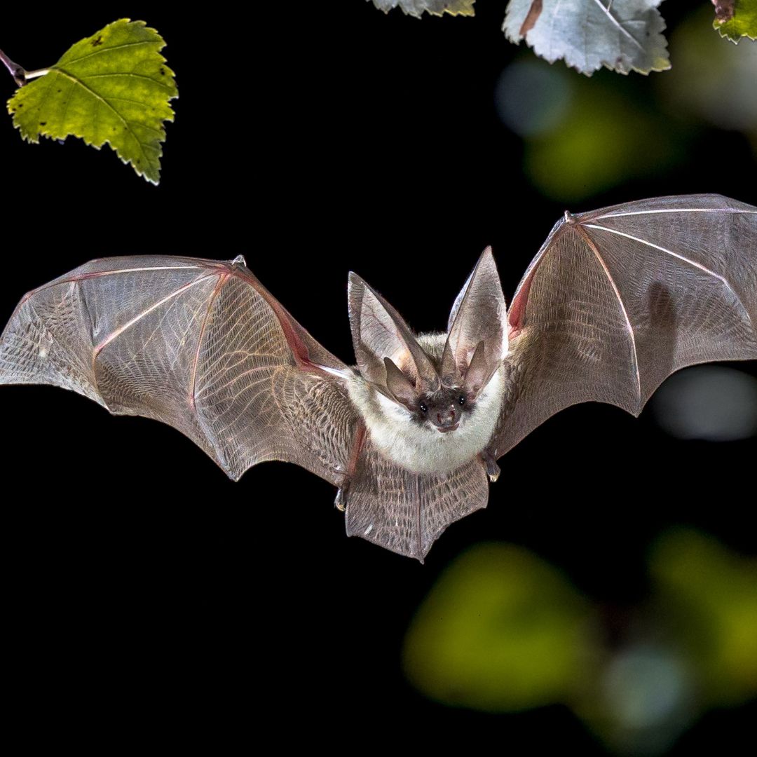 10 Engaging Nocturnal Animal Activities for Homeschoolers
